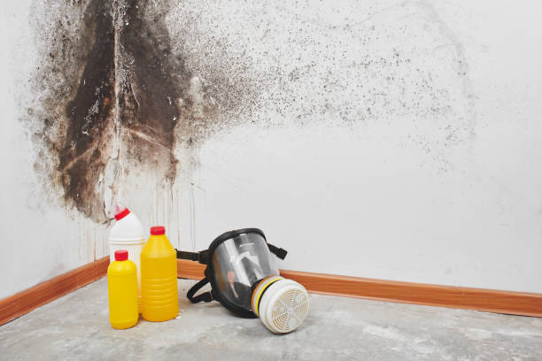 Best Attic Mold Removal  in Cameron, TX