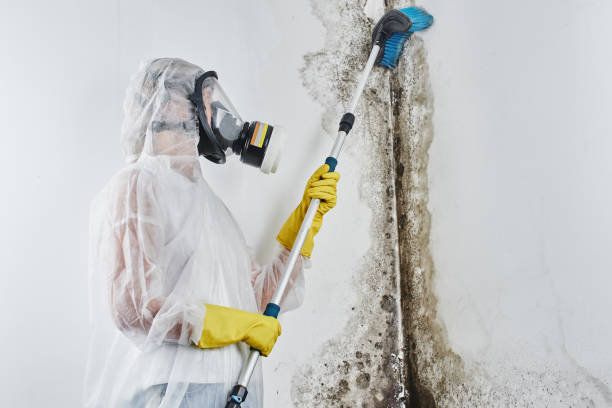 Best Mold Inspection  in Cameron, TX