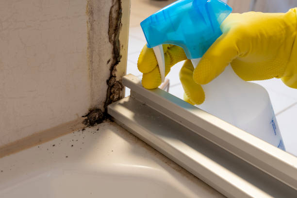Best Emergency Mold Removal  in Cameron, TX