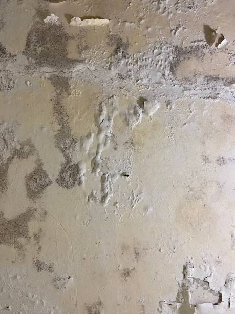 Best Mold Damage Repair  in Cameron, TX