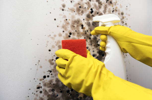Best Crawl Space Mold Removal  in Cameron, TX