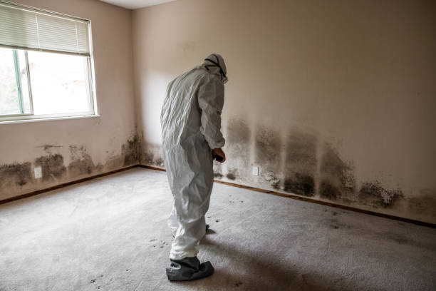 Best Same-Day Mold Removal  in Cameron, TX